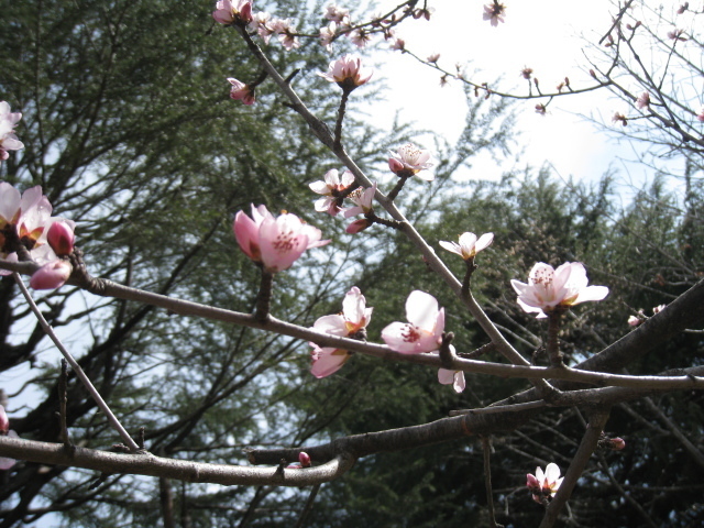 咲いている魯桃桜の花をアップにした写真