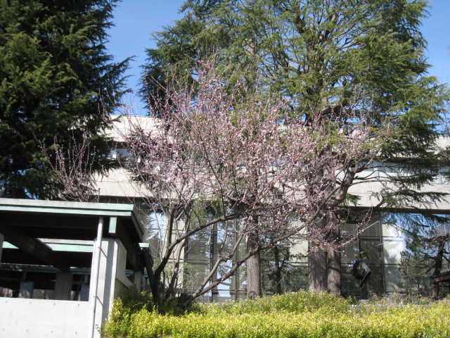 図書館南側の魯桃桜全体の写真
