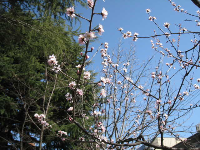 図書館南側の魯桃桜の一部の写真