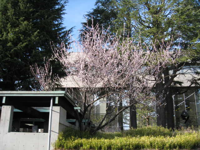 満開になった図書館南側の魯桃桜の写真