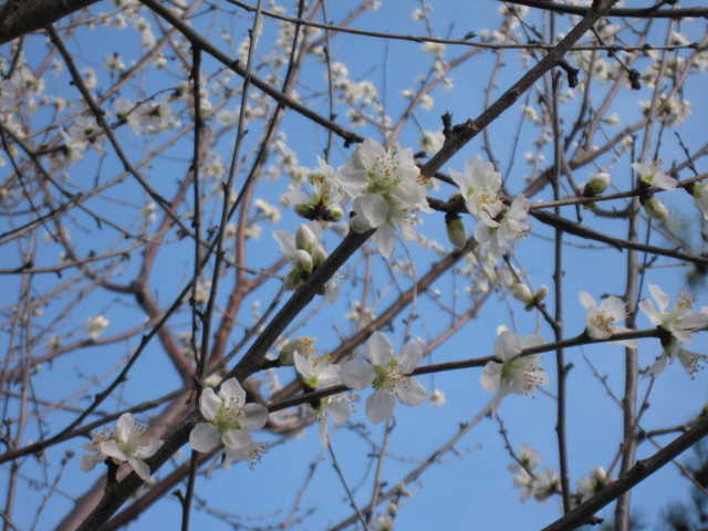 白い魯桃桜のアップの写真