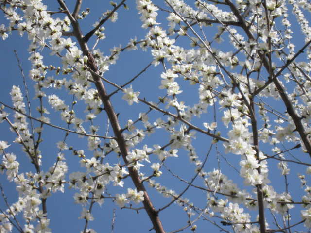 満開の白い魯桃桜の写真