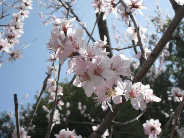 ピンクの魯桃桜のアップの写真