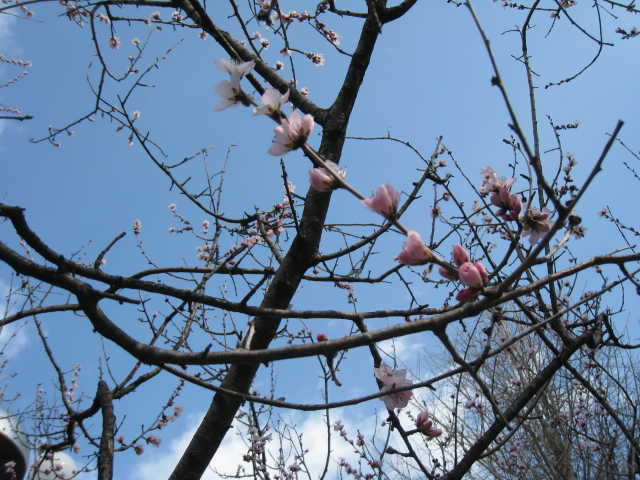 図書館西側魯桃桜の写真