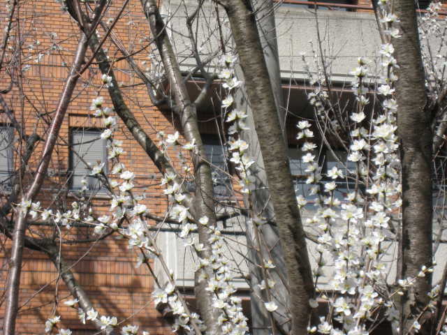 図書館西側の白い魯桃桜の写真
