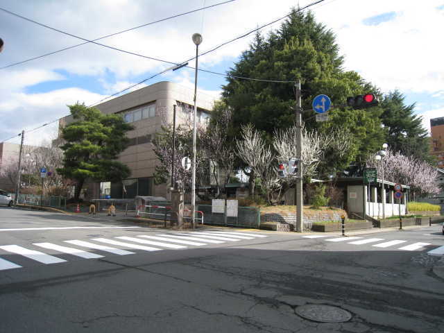 長野図書館の魯桃桜全体写真
