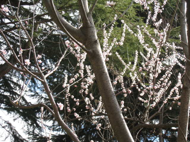 南側の魯桃桜が満開の写真