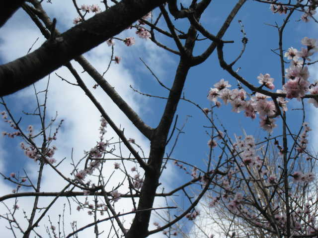 ピンクの魯桃桜の写真