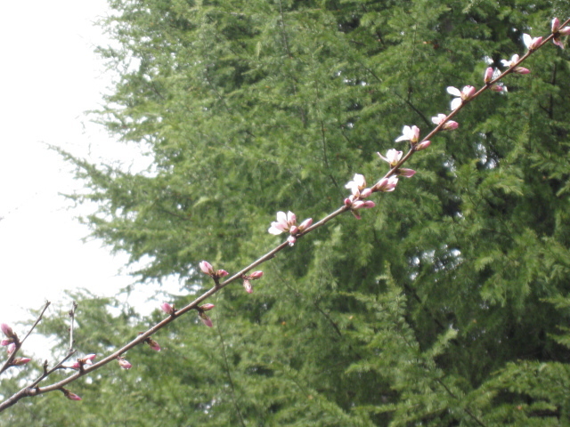 図書館南側魯桃桜の写真