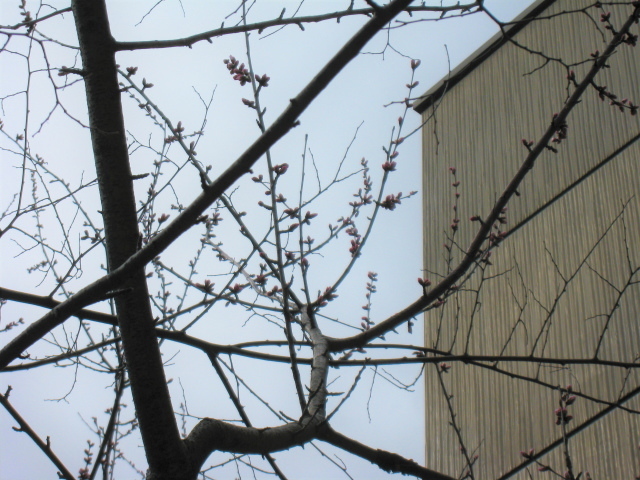 図書館西側の魯桃桜の写真