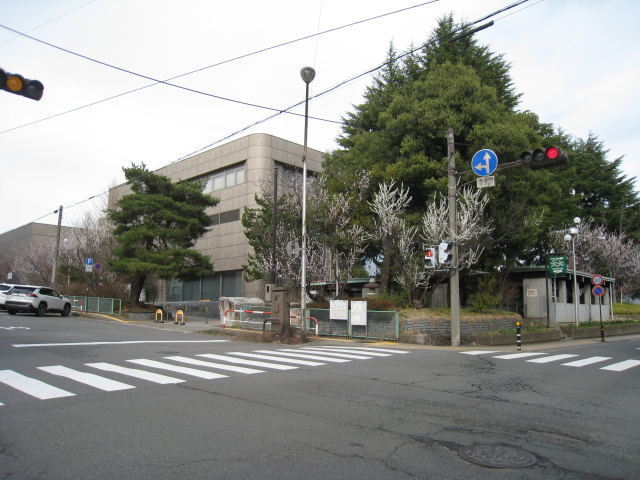 図書館西側の魯桃桜の写真