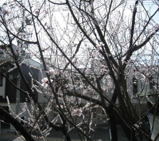 図書館南側魯桃桜の写真