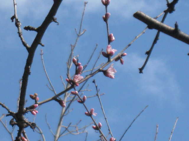 図書館南側の魯桃桜の写真
