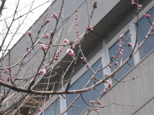 図書館西側魯桃桜の写真