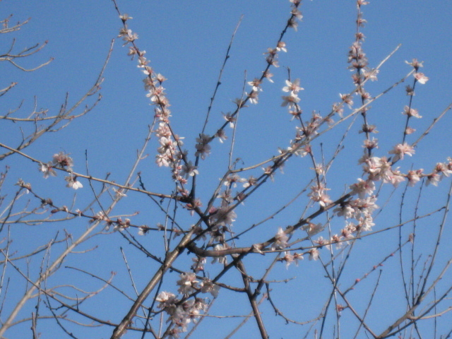 図書館南側の魯桃桜の写真