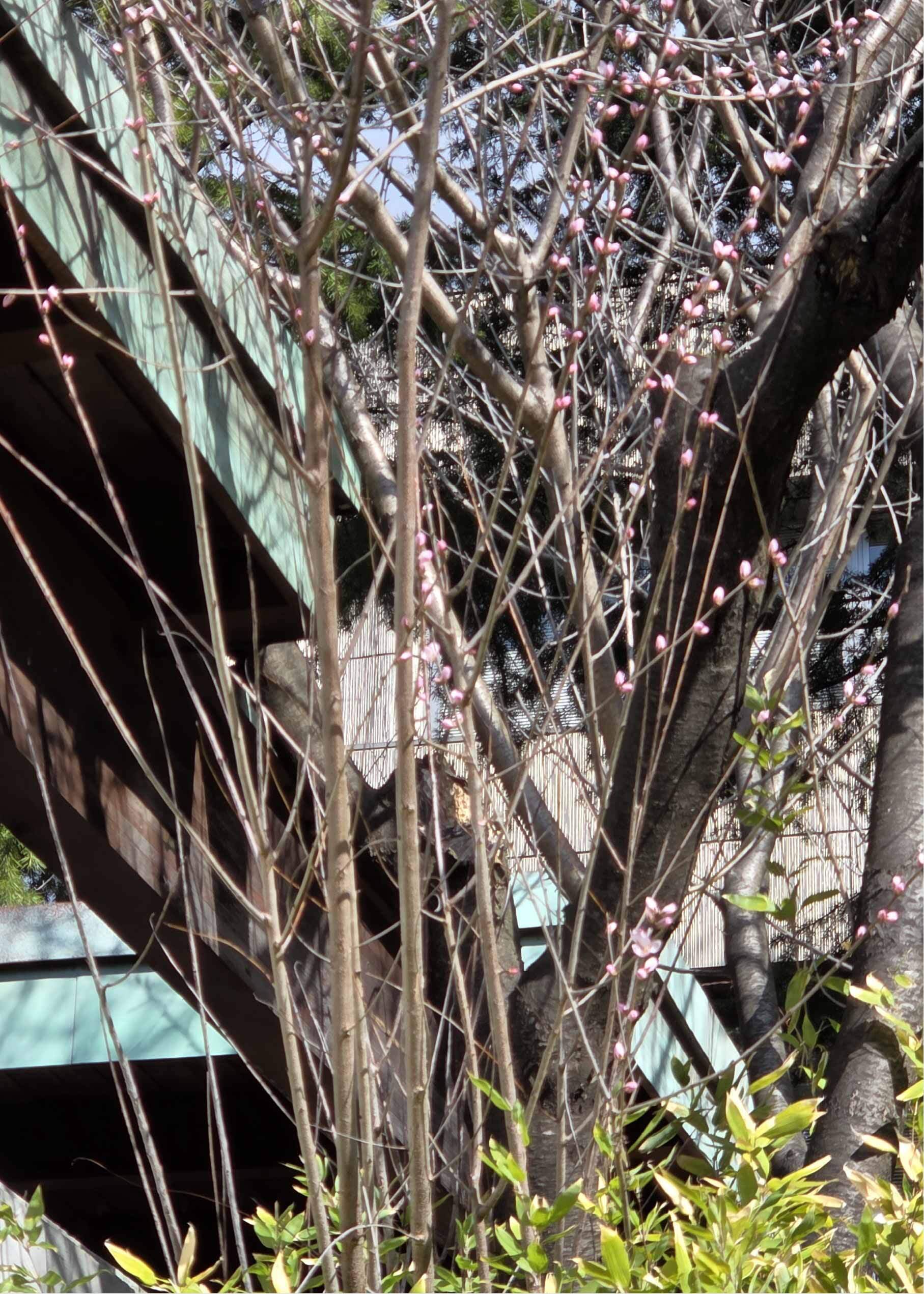 図書館南側魯桃桜の写真
