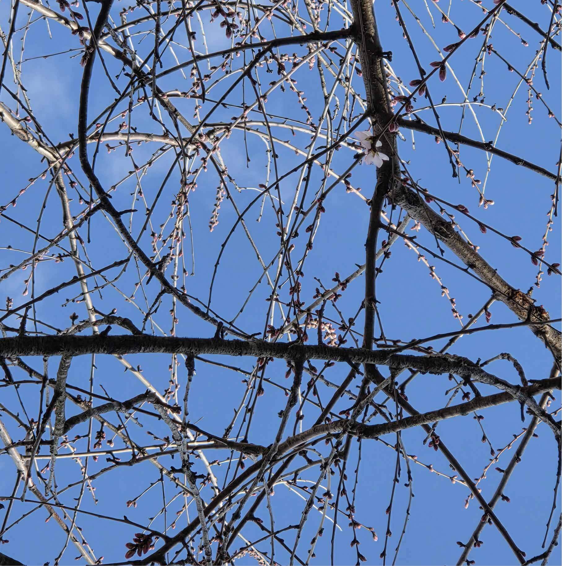 図書館西側の魯桃桜の写真