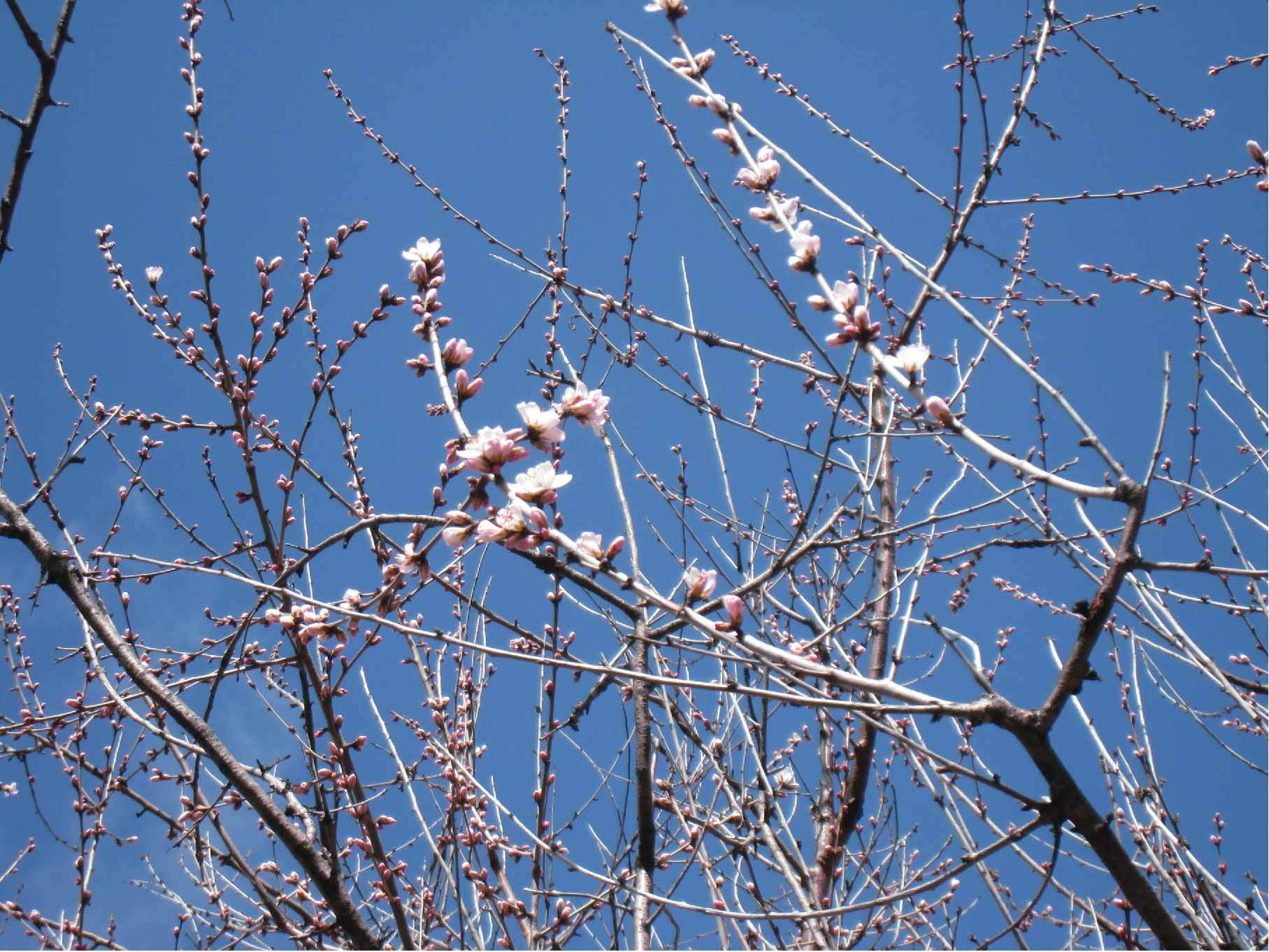 図書館西側の魯桃桜の写真