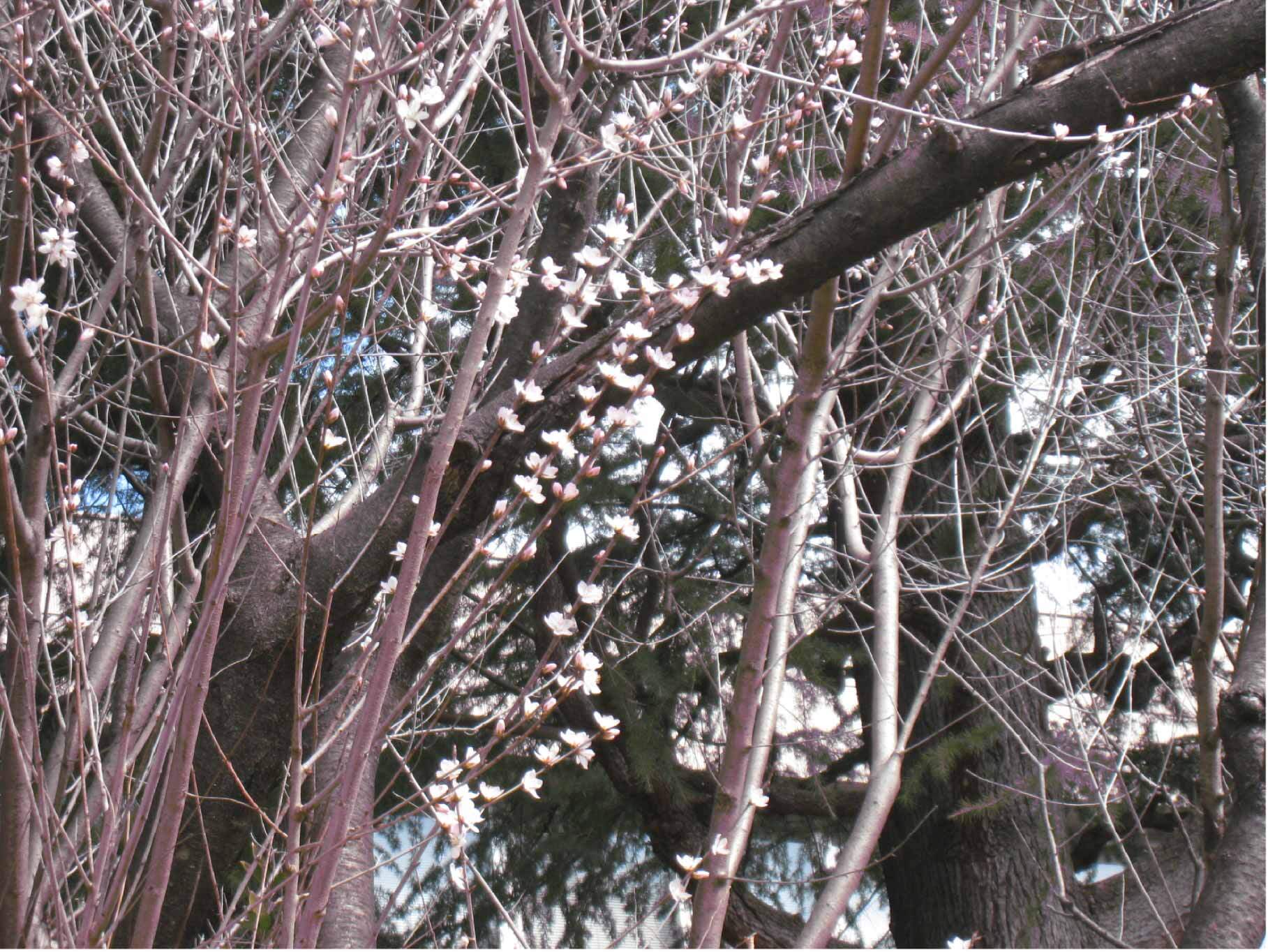 図書館南側魯桃桜の写真