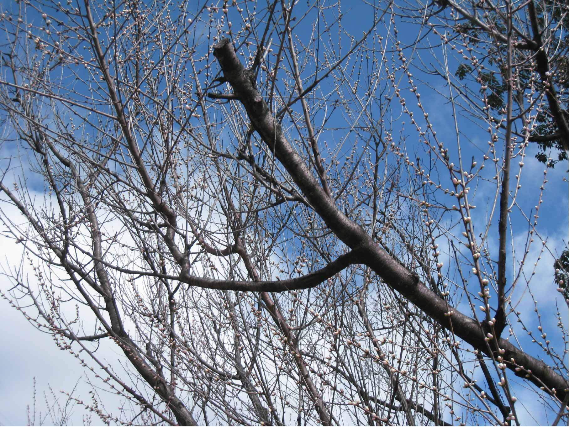 図書館南西側の魯桃桜の写真