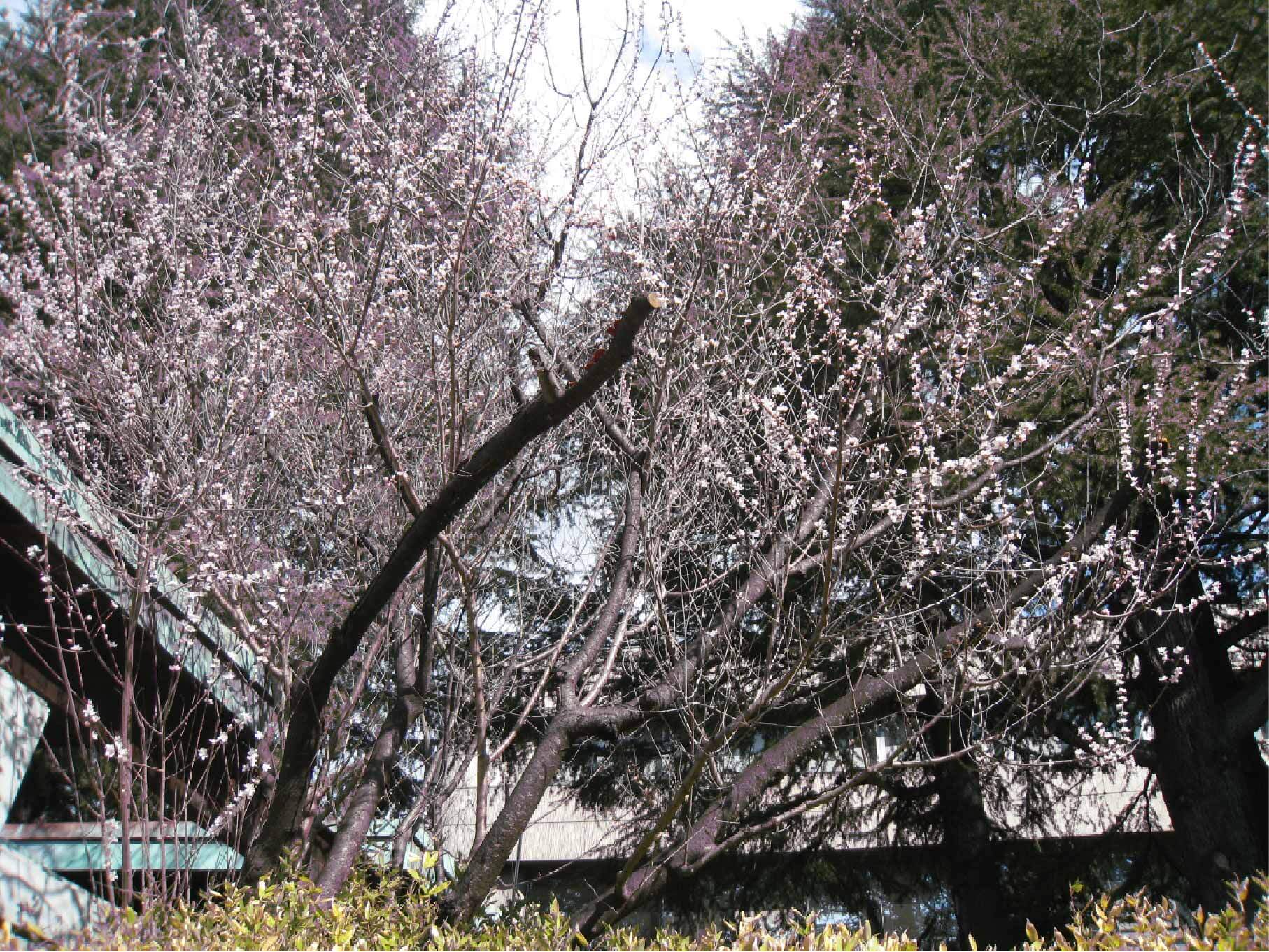 図書館南側魯桃桜の写真