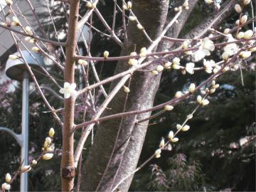 図書館南西側の魯桃桜の写真