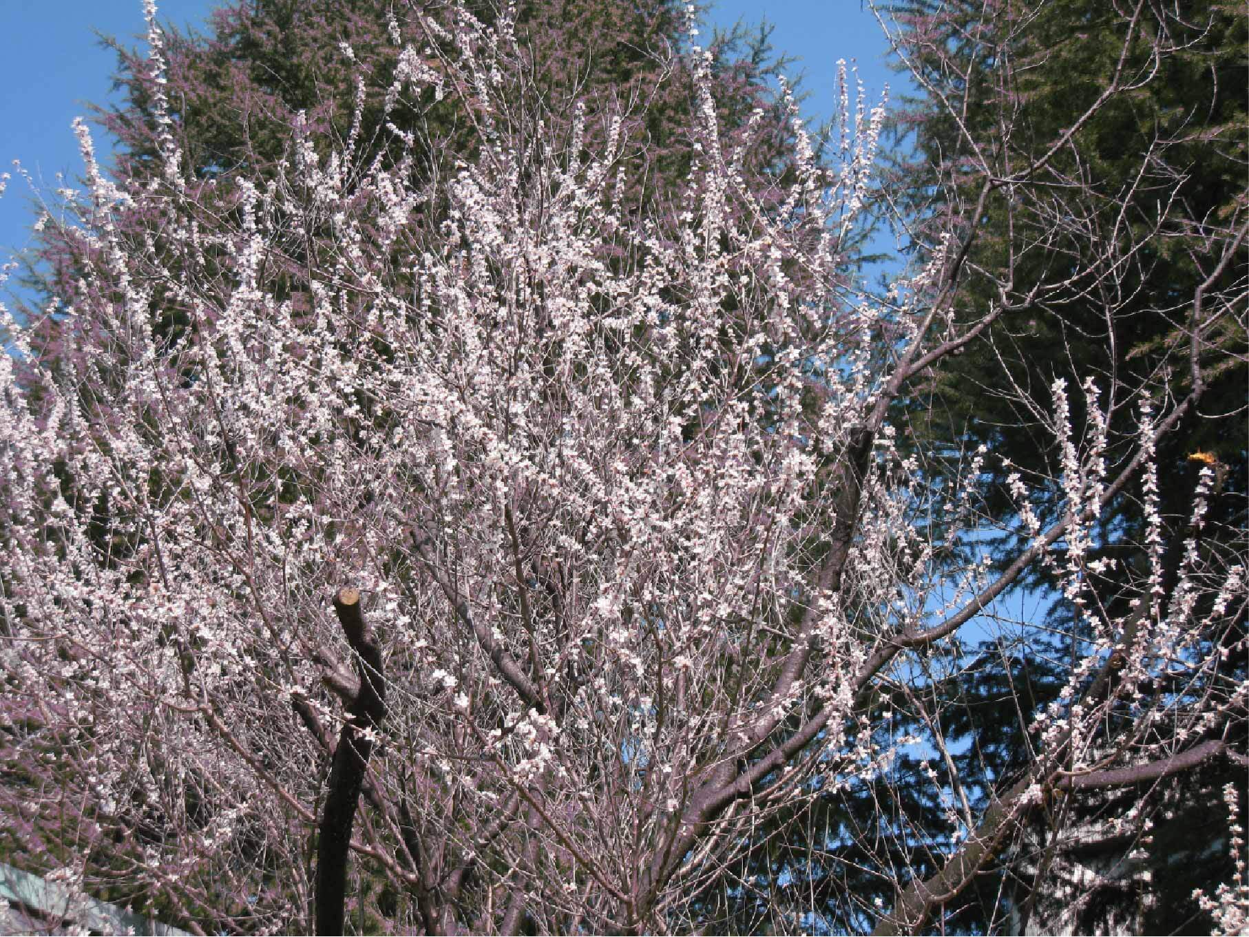 図書館南側魯桃桜の写真