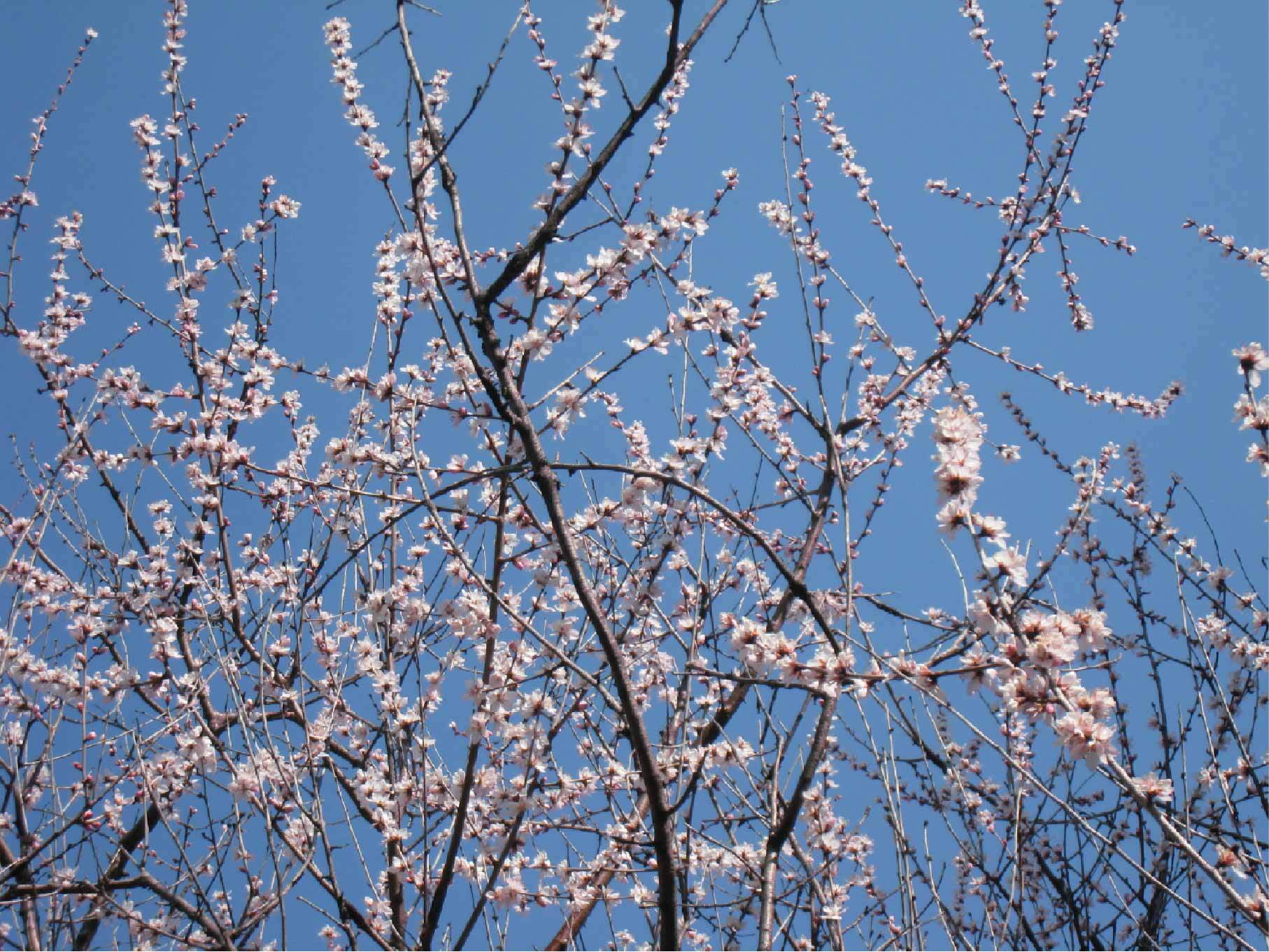 図書館西側の魯桃桜の写真
